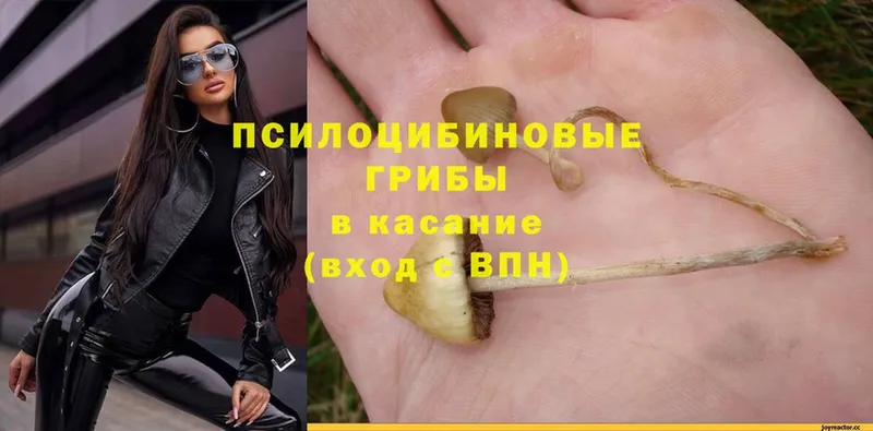 Псилоцибиновые грибы Psilocybe  наркошоп  Дубовка 